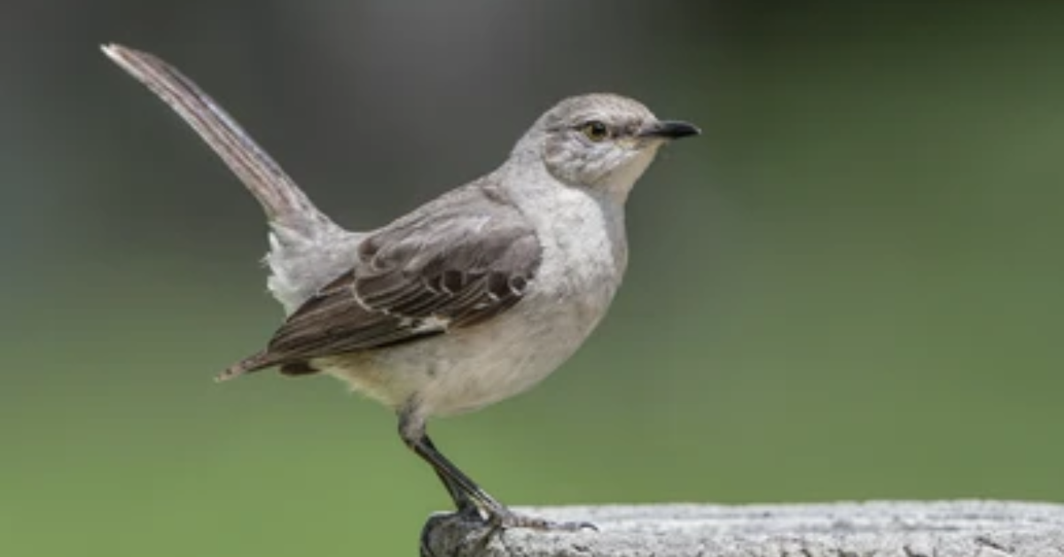 Northern Mockingbird Behavior