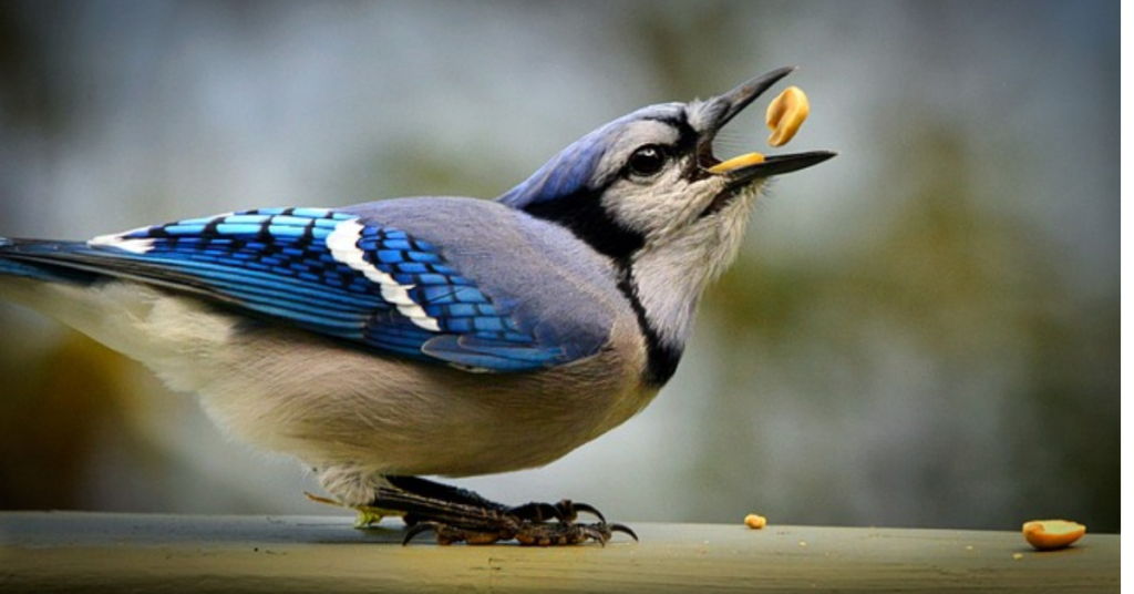 What is Special About a Blue Jay