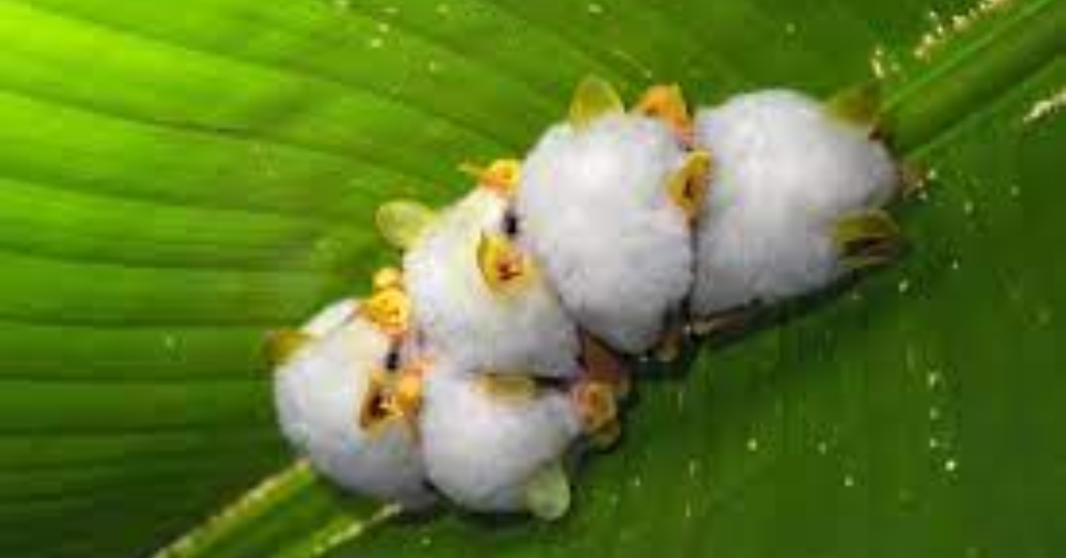 Are Honduran White Bats Endangered