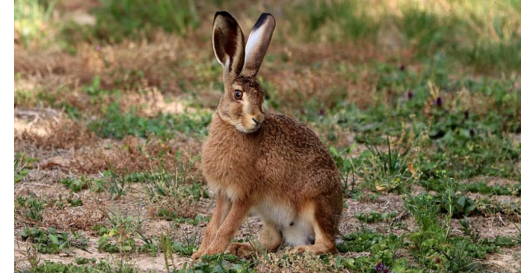 Facts About Hares