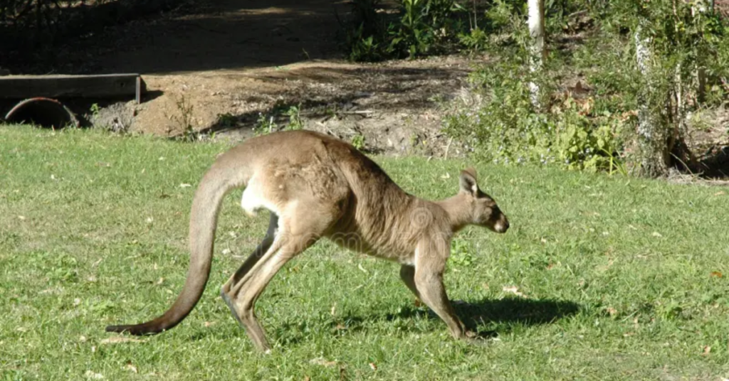  Carnivorous Marsupials Australia