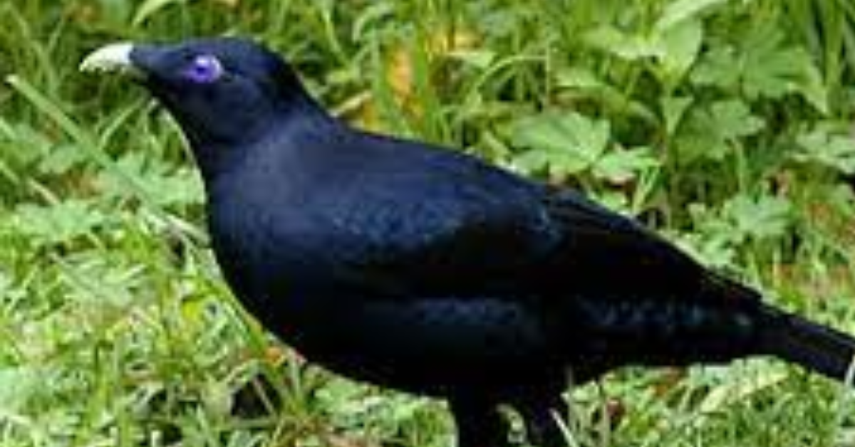 Satin Bowerbird Nest building