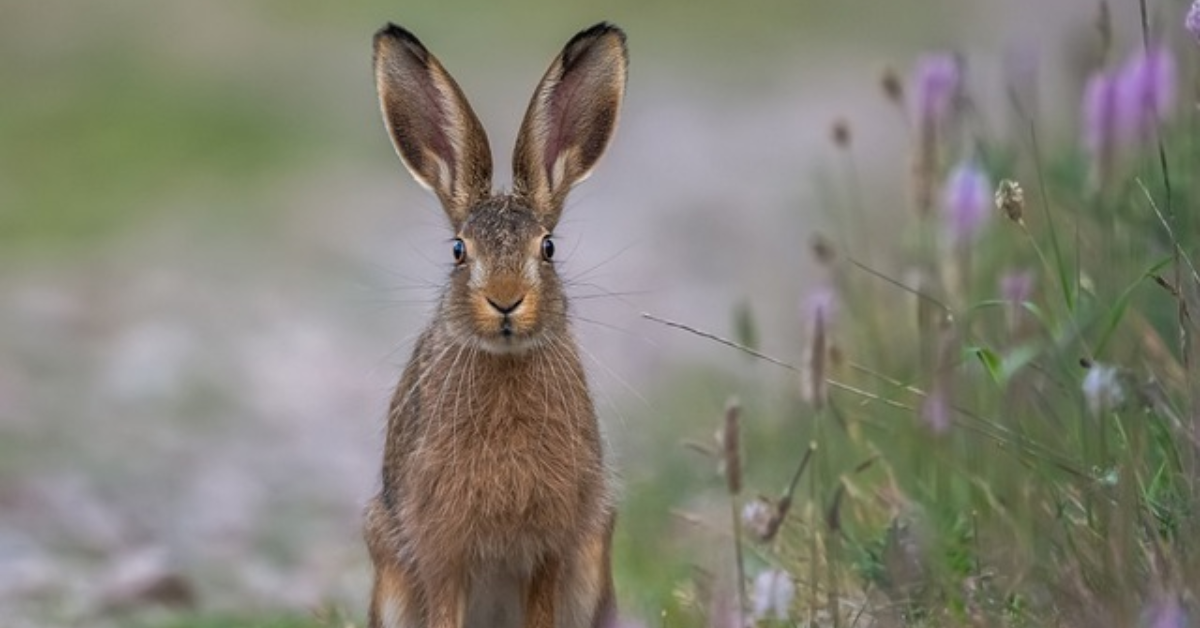 Are Hares Dangerous