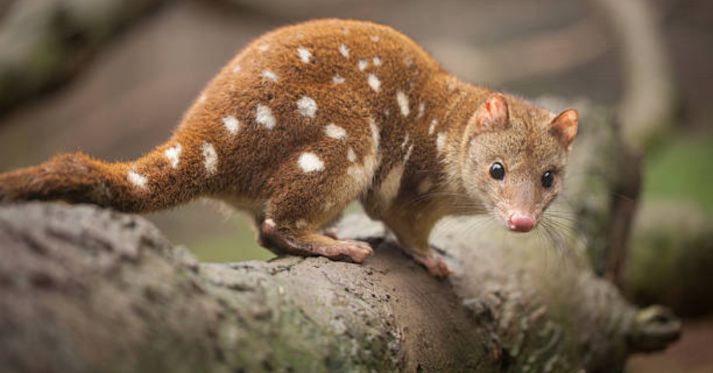 Is a Quoll a Marsupial?
