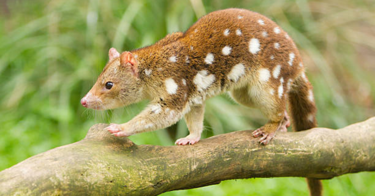 Are Tiger Quolls Aggressive?