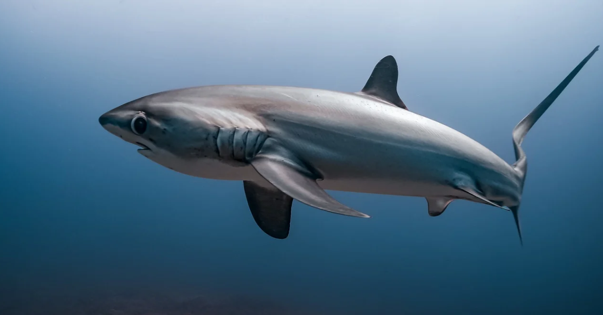 Do Mako Sharks Lay Eggs or Give Birth